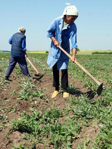 Foto Munca in agricultura (c) cugetliber.ro