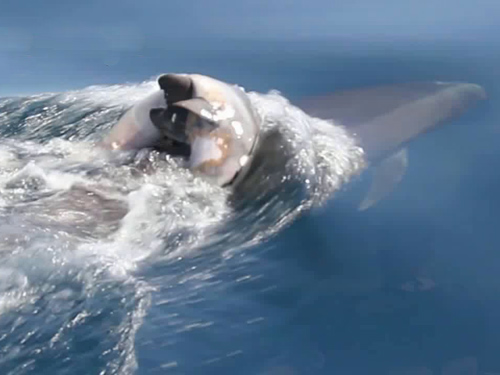 Delfin in doliu - captura Youtube.com
