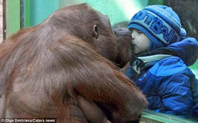 Sarut la Zoo - sursa foto: Daily Mail