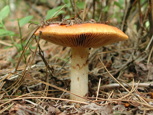 Alerta in padurile din Maramures dupa ce hribii sanatosi au fost otraviti de ciupercile toxice!