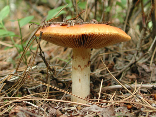 ciuperca