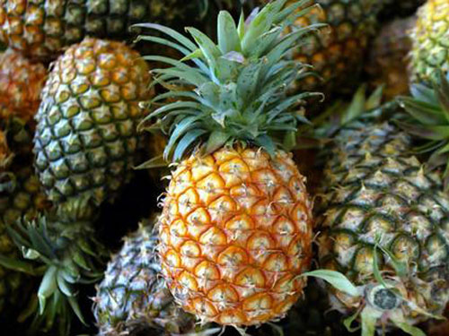 Ananas (c)exportsouthamerica.com
