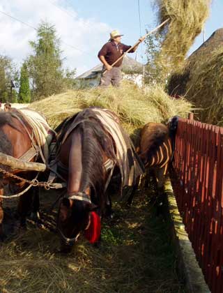 Foto claie de fan (c) eMaramures.ro