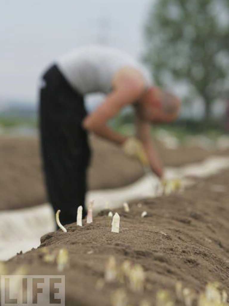 Foto sparanghel - plantatie (c) Life