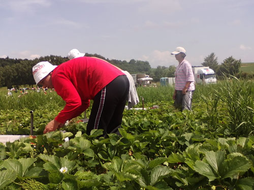 fermieri emaramures.ro