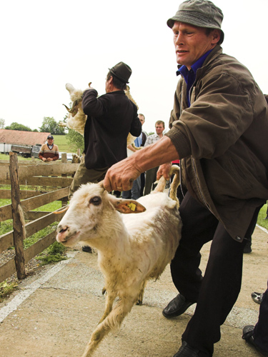 Foto: cioban - oaie - eMaramures