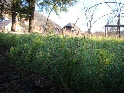 Foto: puieti de brad (C) eMaramures.ro