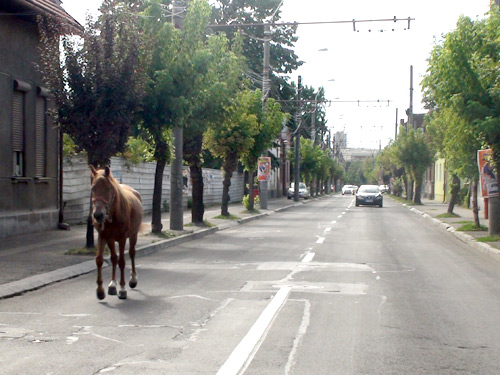 Foto: cal pe strazile din Baia Mare (c) eMaramures.ro