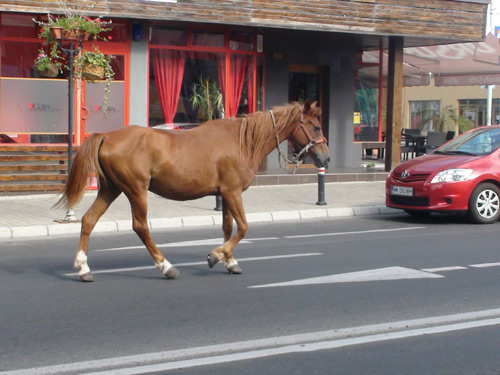 Foto: cal pe strazile din Baia Mare (c) eMaramures.ro