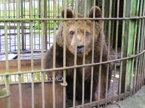 Urs - Gradina Zoologica (c) eMM.ro