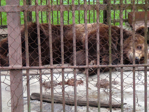 Urs Gradina Zoologica Baia Mare (c) eMM.ro