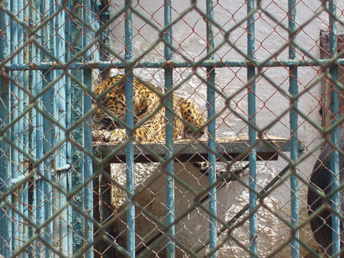 Foto Animale la Gradina Zoologica (c) eMaramures.ro