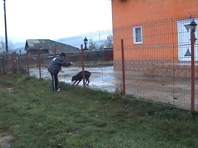 Caini de paza