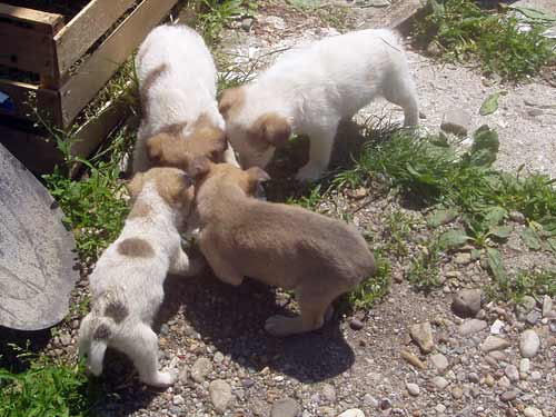 Catelusi abandonati la muzeu