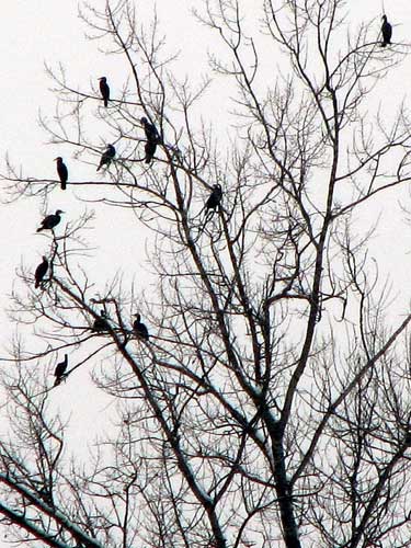 Foto: cormorani (C) eMaramures.ro