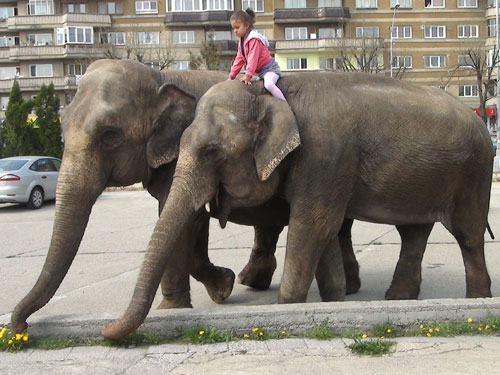 Elefanti in Baia Mare (c) eMM.ro