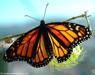 Foto Fluture monarh