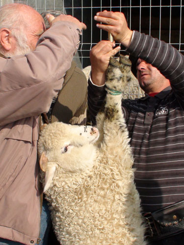 Foto: miei cantarire - targ Baia Mare (c) eMaramures.ro