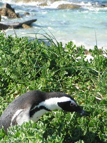 Pinguin in iarba (c) sxc.hu