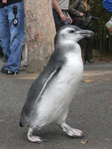 Foto pinguin