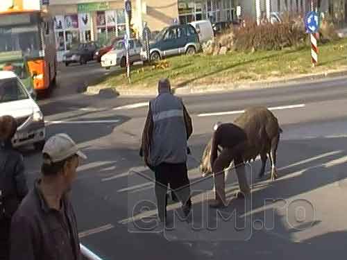 Foto: porc pierdut in Baia Mare (c) eMaramures.ro