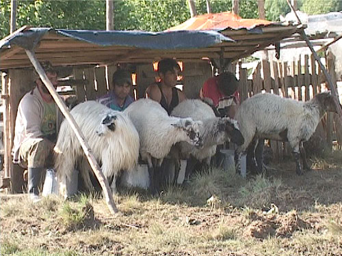 Foto stana Viseu de Sus (c) eMaramures.ro