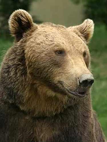 Ursul brun - wikipedia.org
