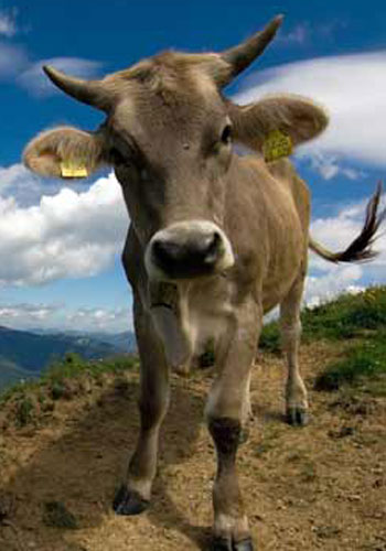 Vaca 