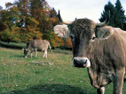 Bruna de Maramures