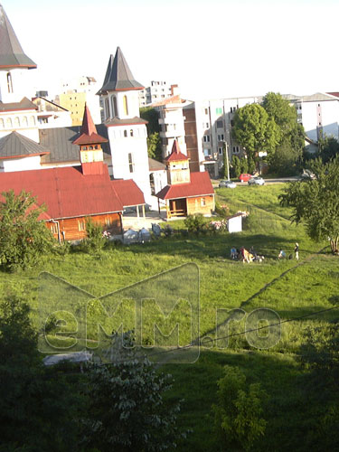 Foto: caini - zona Moldovei Baia Mare (c) eMaramures.ro