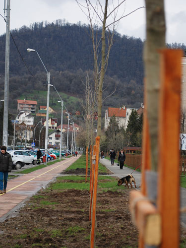 plantari toamna baia mare eMM.ro