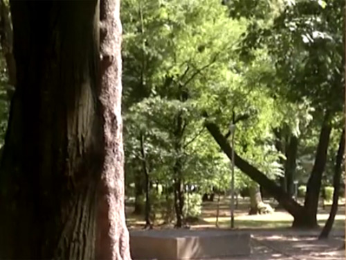 Foto: copac rupt in Parcul Municipal (c) eMaramures