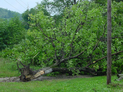 Copac rupt Valea Chioarului