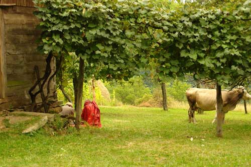 Tabara Preluca 2008