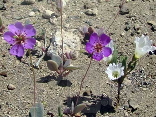 Desertul inflorit Atacama (c) eMM.ro