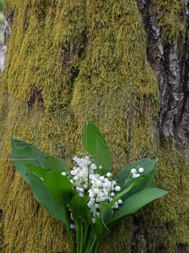 Buchet de lacramioare salbatice