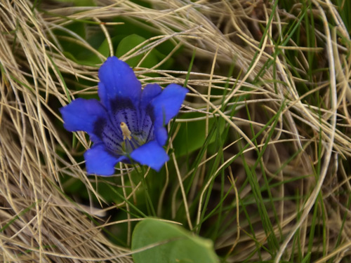 Foto Cupa gentiana (c) Lucian Petru Goja