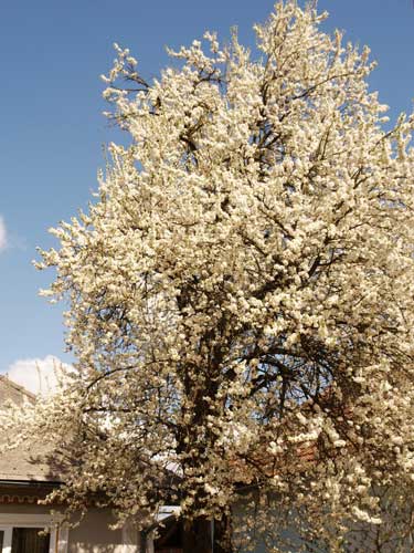 Foto Ca un buchet de mireasa (c) Petru Goja