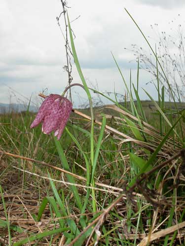 Foto Si una mai rasarita (c) Petru Goja