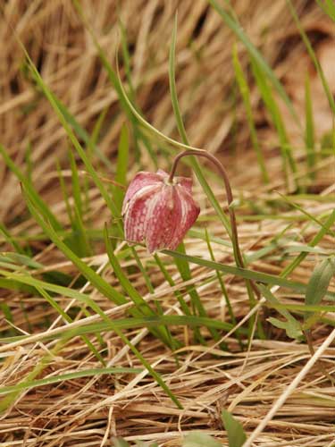 Foto Pitica (c) Petru Goja