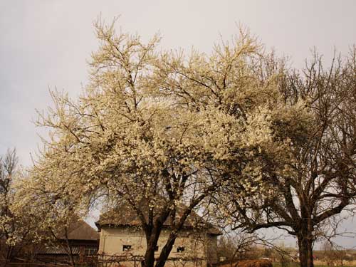 Foto Corcodusii in floare (c) Petru Goja