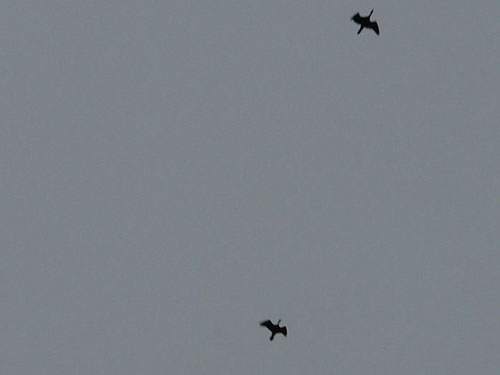 Foto stol cormorani (c) Petru Goja