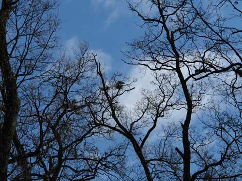 Foto starci cenusii (c) eMM.ro