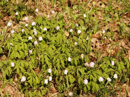 Foto Anemone (c) Petru Goja