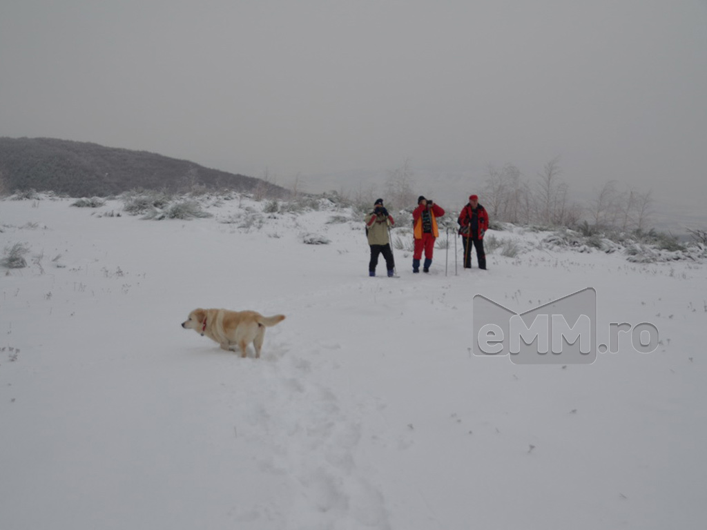 Foto: Dealul Comja - Seini, padurea Eminescu (c) eMaramures.ro - Lucian Petru Goja