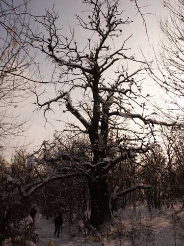 Foto Castanii mor in picioare (c) Petru Goja
