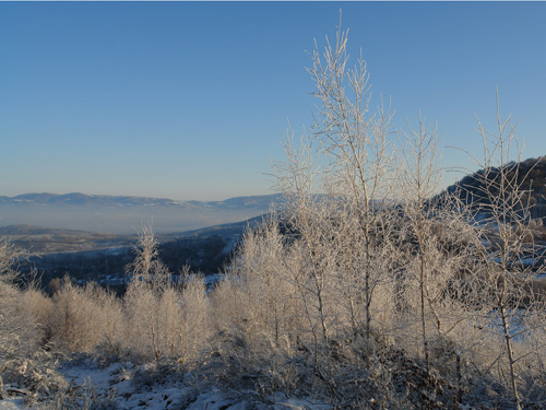 Foto mesteceni iarna (c) Petru Goja