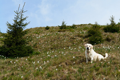 Poiana Narciselor, Maramures