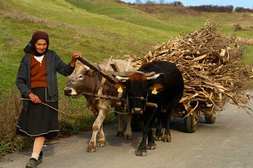 Car cu boi, Maramures