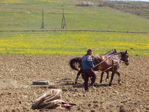 Grapat cu calul in Maramures